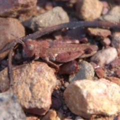 Phaulacridium vittatum at Cuumbeun Nature Reserve - 2 Feb 2024 05:01 PM