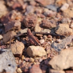 Phaulacridium vittatum at Cuumbeun Nature Reserve - 2 Feb 2024