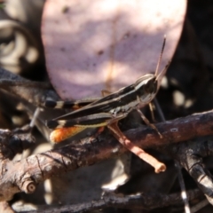 Macrotona australis (Common Macrotona Grasshopper) at Carwoola, NSW - 2 Feb 2024 by Csteele4