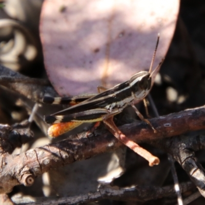 Macrotona australis (Common Macrotona Grasshopper) at Carwoola, NSW - 2 Feb 2024 by Csteele4