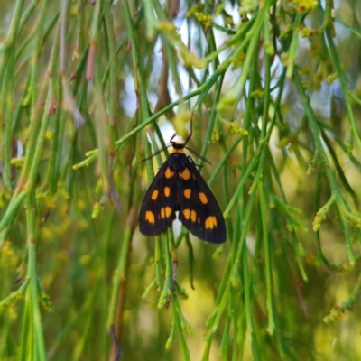 Asura cervicalis (Spotted Lichen Moth) at Cuumbeun Nature Reserve - 2 Feb 2024 by Csteele4