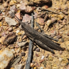 Coryphistes ruricola (Bark-mimicking Grasshopper) at Captains Flat, NSW - 2 Feb 2024 by Csteele4