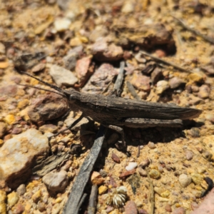 Coryphistes ruricola at QPRC LGA - 2 Feb 2024 11:34 AM