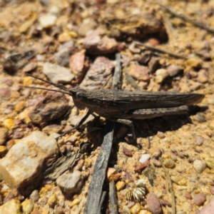 Coryphistes ruricola at QPRC LGA - 2 Feb 2024 11:34 AM