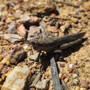 Coryphistes ruricola at QPRC LGA - 2 Feb 2024 11:34 AM