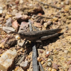 Coryphistes ruricola at QPRC LGA - 2 Feb 2024 11:34 AM