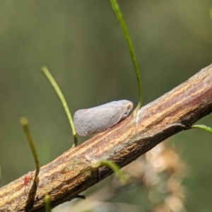 Anzora unicolor at Namadgi National Park - 27 Jan 2024 11:57 AM