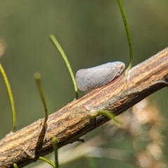 Anzora unicolor at Namadgi National Park - 27 Jan 2024 11:57 AM