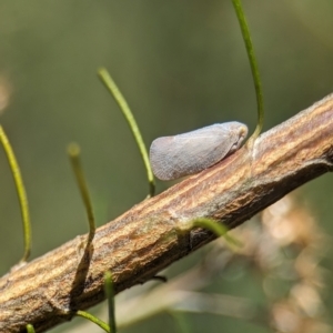 Anzora unicolor at Namadgi National Park - 27 Jan 2024 11:57 AM