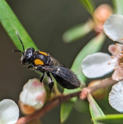 Leioproctus (Leioproctus) irroratus (Yellow-shouldered Bee) at ANBG - 31 Jan 2024 by Miranda