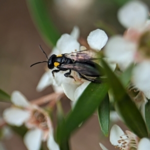 Leioproctus (Leioproctus) irroratus at ANBG - 31 Jan 2024