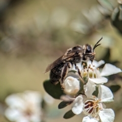 Leioproctus sp. (genus) (Plaster bee) at Namadgi National Park - 27 Jan 2024 by Miranda