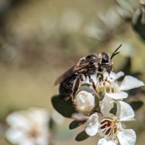 Leioproctus sp. (genus) at Namadgi National Park - 27 Jan 2024