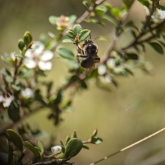 Leioproctus sp. (genus) at Namadgi National Park - 27 Jan 2024