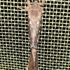 Oncopera (genus) (A Bardie moth) at QPRC LGA - 2 Feb 2024 by stellabellaxx