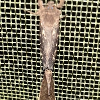 Oncopera (genus) (A Bardie moth) at Braidwood, NSW - 2 Feb 2024 by stellabellaxx