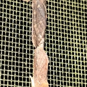 Oncopera (genus) at QPRC LGA - 2 Feb 2024