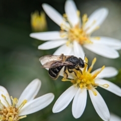 Lasioglossum (Chilalictus) sp. (genus & subgenus) (Halictid bee) at ANBG - 31 Jan 2024 by Miranda