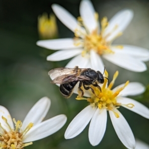 Lasioglossum (Chilalictus) sp. (genus & subgenus) at ANBG - 31 Jan 2024