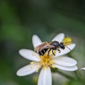 Lasioglossum (Chilalictus) sp. (genus & subgenus) at ANBG - 31 Jan 2024