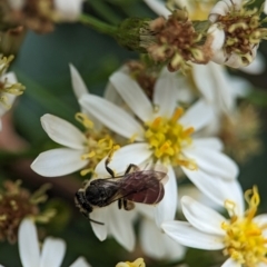 Lasioglossum (Parasphecodes) sp. (genus & subgenus) (Halictid bee) at ANBG - 30 Jan 2024 by Miranda