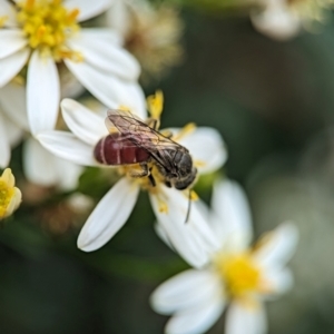 Lasioglossum (Parasphecodes) sp. (genus & subgenus) at ANBG - 31 Jan 2024