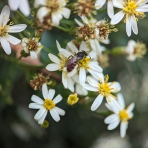 Lasioglossum (Parasphecodes) sp. (genus & subgenus) at ANBG - 31 Jan 2024