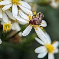 Lasioglossum (Parasphecodes) sp. (genus & subgenus) at ANBG - 31 Jan 2024