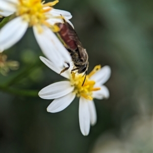 Lasioglossum (Parasphecodes) sp. (genus & subgenus) at ANBG - 31 Jan 2024