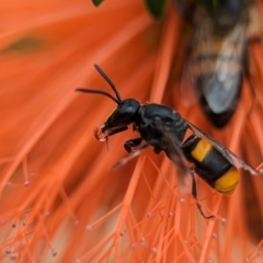 Hyleoides concinna (Wasp-mimic bee) at ANBG - 31 Jan 2024 by Miranda