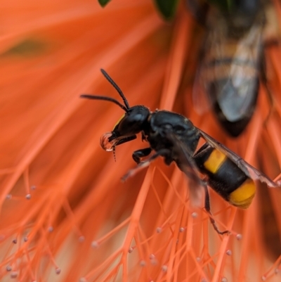 Hyleoides concinna (Wasp-mimic bee) at ANBG - 30 Jan 2024 by Miranda