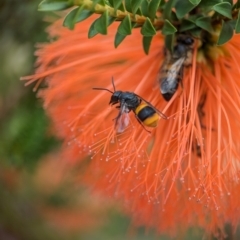 Hyleoides concinna at ANBG - 31 Jan 2024