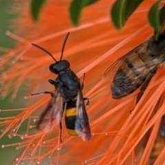 Hyleoides concinna at ANBG - 31 Jan 2024