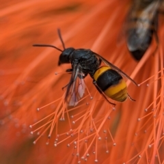 Hyleoides concinna at ANBG - 31 Jan 2024