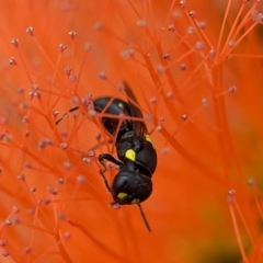 Hylaeus (Euprosopoides) rotundiceps (Hylaeine colletid bee) at Acton, ACT - 30 Jan 2024 by Miranda