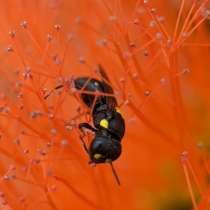 Hylaeus (Euprosopoides) rotundiceps at ANBG - 31 Jan 2024