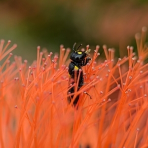 Hylaeus (Euprosopoides) rotundiceps at ANBG - 31 Jan 2024