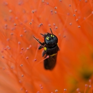 Hylaeus (Euprosopoides) rotundiceps at ANBG - 31 Jan 2024