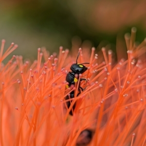 Hylaeus (Euprosopoides) rotundiceps at ANBG - 31 Jan 2024