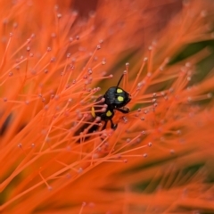 Hylaeus (Euprosopoides) rotundiceps at ANBG - 31 Jan 2024