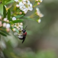 Lasioglossum (Callalictus) callomelittinum (Halictid bee) at Acton, ACT - 31 Jan 2024 by Miranda