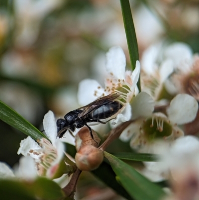 Euryglossa ephippiata (Saddleback Euryglossine Bee) at ANBG - 31 Jan 2024 by Miranda