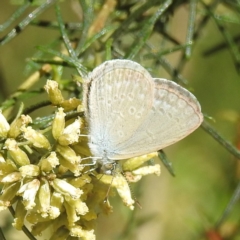 Zizina otis (Common Grass-Blue) at Acton, ACT - 1 Feb 2024 by HelenCross