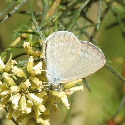 Zizina otis (Common Grass-Blue) at Lake Burley Griffin West - 2 Feb 2024 by HelenCross