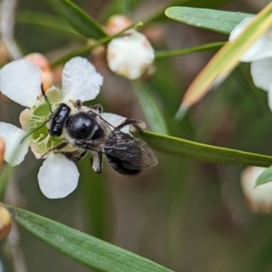 Leioproctus sp. (genus) at ANBG - 31 Jan 2024