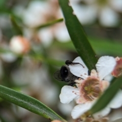 Leioproctus sp. (genus) at ANBG - 31 Jan 2024