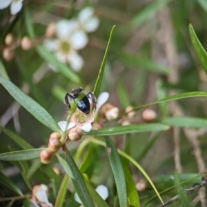 Leioproctus sp. (genus) at ANBG - 31 Jan 2024