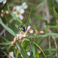 Leioproctus sp. (genus) at ANBG - 31 Jan 2024