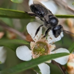 Leioproctus sp. (genus) at ANBG - 31 Jan 2024