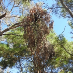 Amyema sp. (Mistletoe) at Black Mountain Peninsula (PEN) - 2 Feb 2024 by HelenCross